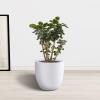 imageKante 18quot14quot10quot Dia Concrete Round Planters Set of 3 Outdoor Indoor Large Planter Pots with Drainage Hole and Rubber Plug for Home Patio Garden Pure WhitePure White