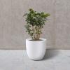 imageKante 18quot14quot10quot Dia Concrete Round Planters Set of 3 Outdoor Indoor Large Planter Pots with Drainage Hole and Rubber Plug for Home Patio Garden Pure WhitePure White
