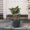 imageKante 199quot Dia Round Concrete Planter OutdoorIndoor Large Bowl Plant Pots with Drainage Hole and Rubber Plug for Garden Patio Balcony Home Pure WhiteCharcoal