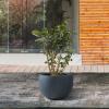 imageKante 199quot Dia Round Concrete Planter OutdoorIndoor Large Bowl Plant Pots with Drainage Hole and Rubber Plug for Garden Patio Balcony Home Pure WhiteCharcoal