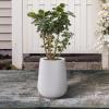 imageKante 28quot21quot14quot H Round Pure White Concrete Tall Planters Set of 3 Indoor Large Planter Pots Containers for Patio Balcony Backyard Living RoomPure White