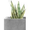 imageKante 10 Inch Square Concrete Planter for Outdoor Indoor Home Patio Garden Large Plant Pot with Drainage Hole and Rubber Plug Pure WhiteConcrete Gray
