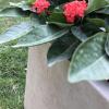 imageKante 232quot L Long Rectangular Concrete Planter Large Outdoor Indoor Garden Pots with Drainage Hole and Rubber Plug Pure WhiteBuff Concrete