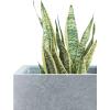 imageKante 157quot H Tall Rectangular Concrete Planters Outdoor Indoor Lightweight Plant Pots with Drainage Hole and Rubber Plug Modern Style for Home Garden Patio CharcoalSlate Gray