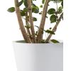 imageKante Round Tapered Concrete Planters Set of 3 183quot153quot and 124quot Dia Flower Pot with Drainage Hole and Rubber Plug for Indoor Outdoor Plants Large Plant Pot for Home Garden Patio CharcoalNatural Concrete
