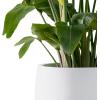 imageKante 196quot157quot118quot Dia Round Concrete Planters Set of 3 Outdoor Indoor Large Plant Pots with Drainage Hole Modern Curvaceous Design Weathered ConcretePure White