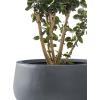 imageKante 196quot157quot118quot Dia Round Concrete Planters Set of 3 Outdoor Indoor Large Plant Pots with Drainage Hole Modern Curvaceous Design Weathered ConcreteCharcoal